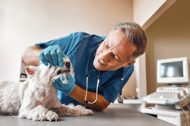 Best Emergency Tooth Extraction in Wren, AR